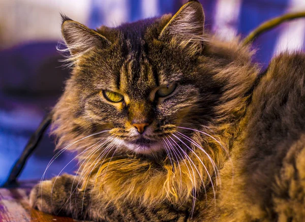 Gato. Retrato de gato de perto, apenas cabeça colheita — Fotografia de Stock