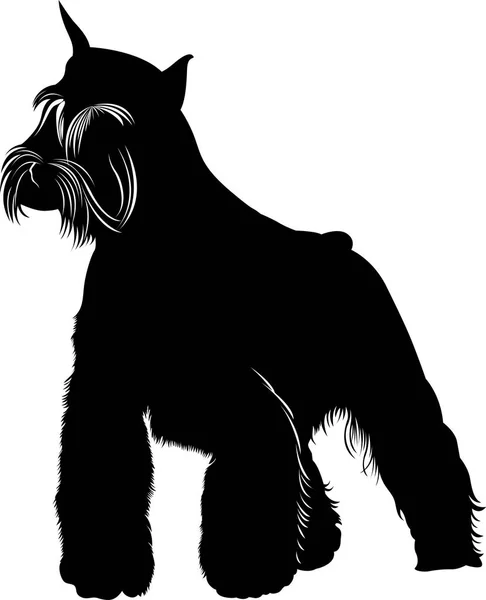 Miniature schnauzer. Miniature Schnauzer dog.  isolated on white background — Stock Vector