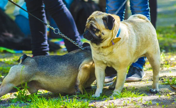 Cerdito de perro. Conociendo a dos perros de un bulldog y un pug —  Fotos de Stock