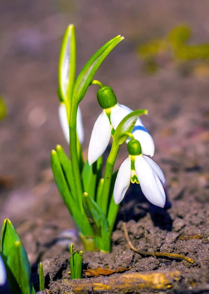 Caída de nieve. Caída de nieve (galanthus). Primeras flores de primavera —  Fotos de Stock