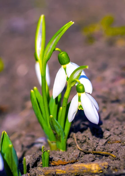 Snowdrop. Goutte de neige (galanthe). Premières fleurs printanières — Photo