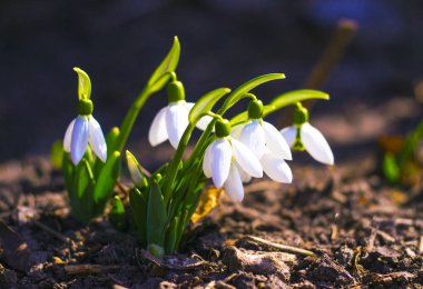 Kardelen. Kardelen (galanthus). İlk bahar çiçekleri