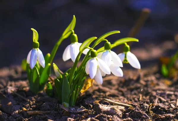 Caída de nieve. Caída de nieve (galanthus). Primeras flores de primavera —  Fotos de Stock