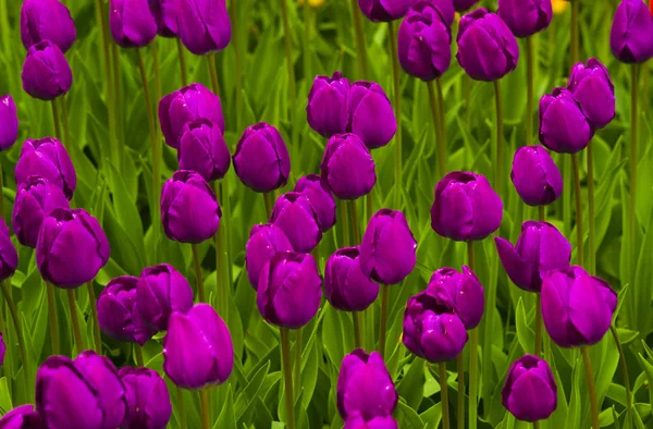Поле тюльпанов. цветы тюльпанов. поле тюльпанов, Tulips backgro — стоковое фото