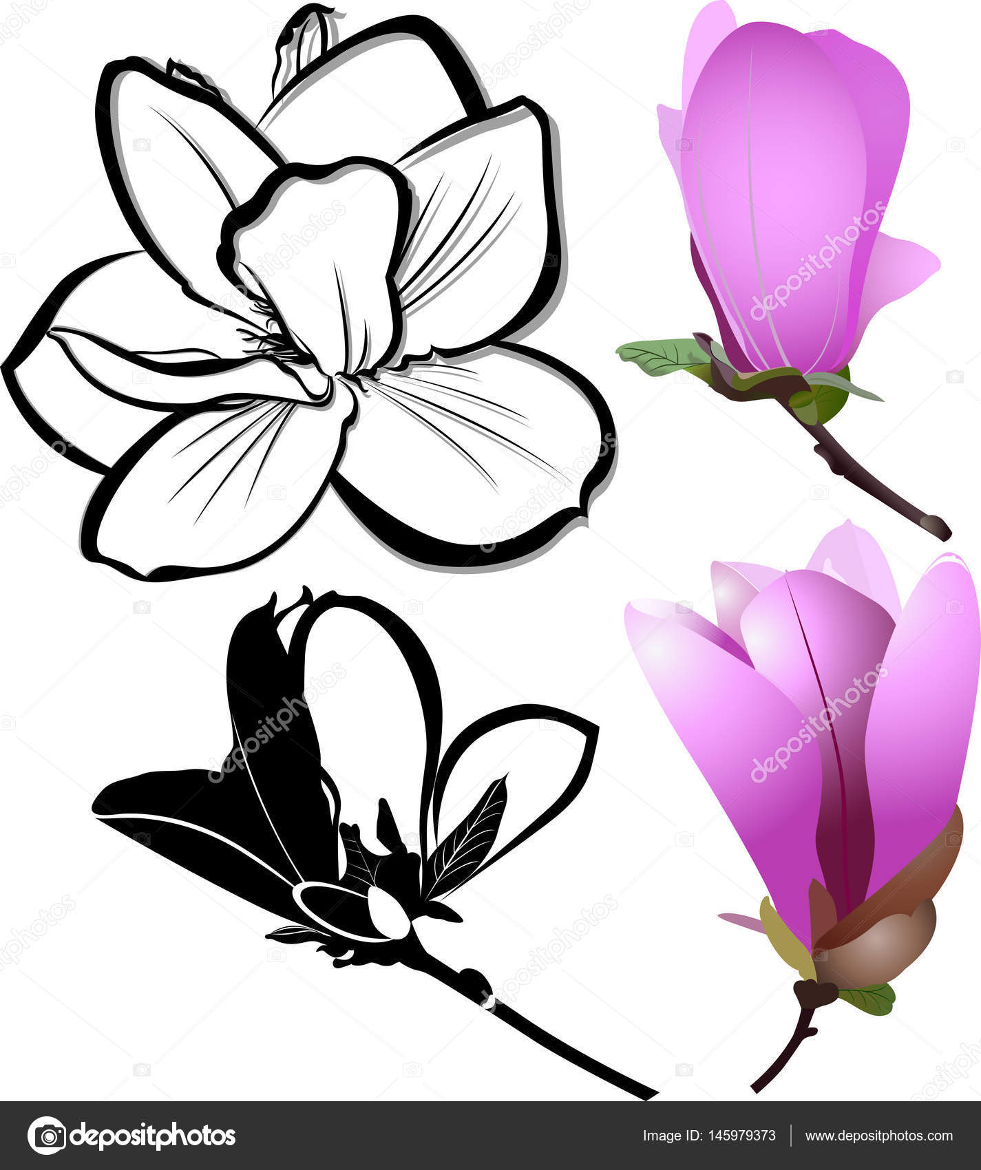 decoración de algunas flores de magnolia. flor de magnolia ...