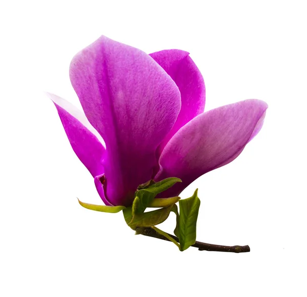 Decoración de pocas flores de magnolia. flor de magnolia rosa aislado — Foto de Stock