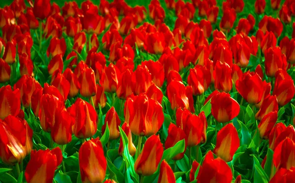 Tulpenfeld. Feld roter Tulpen. Rote Tulpen. Tulpen — Stockfoto