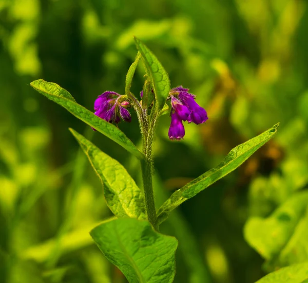 Vallört. Vallört (Symphytum officinale) blommor av en används i org — Stockfoto