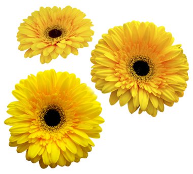 gerbera. buket çiçek. Beyaz ba izole sarı gerbera