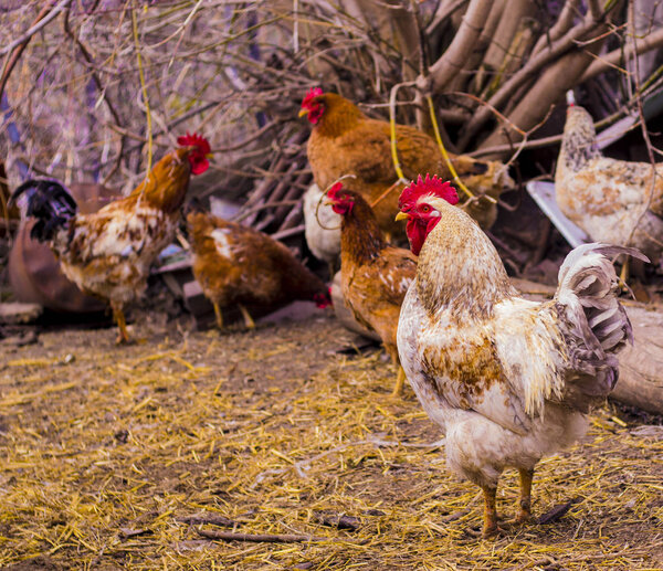 cock. Rooster portrait. Rooster in a farm