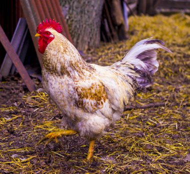 Sik. Horoz portresi. Çiftlikteki horoz