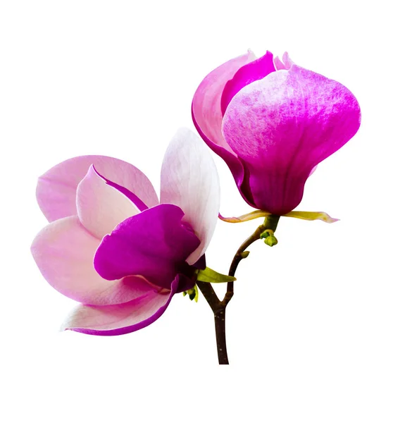 Magnolia. Un ramo di una magnolia fiorita. Orto botanico wi — Foto Stock