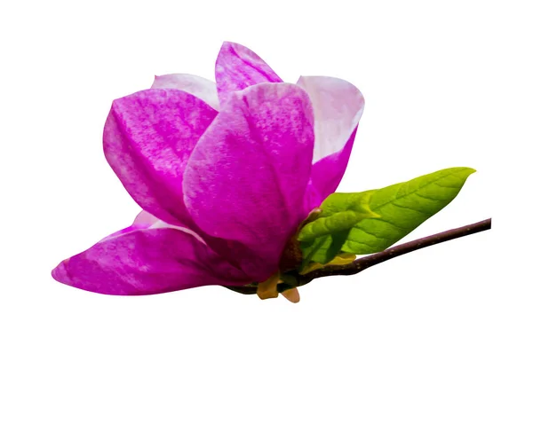 Decorazione di pochi fiori di magnolia. magnolia rosa isolato fiore — Foto Stock