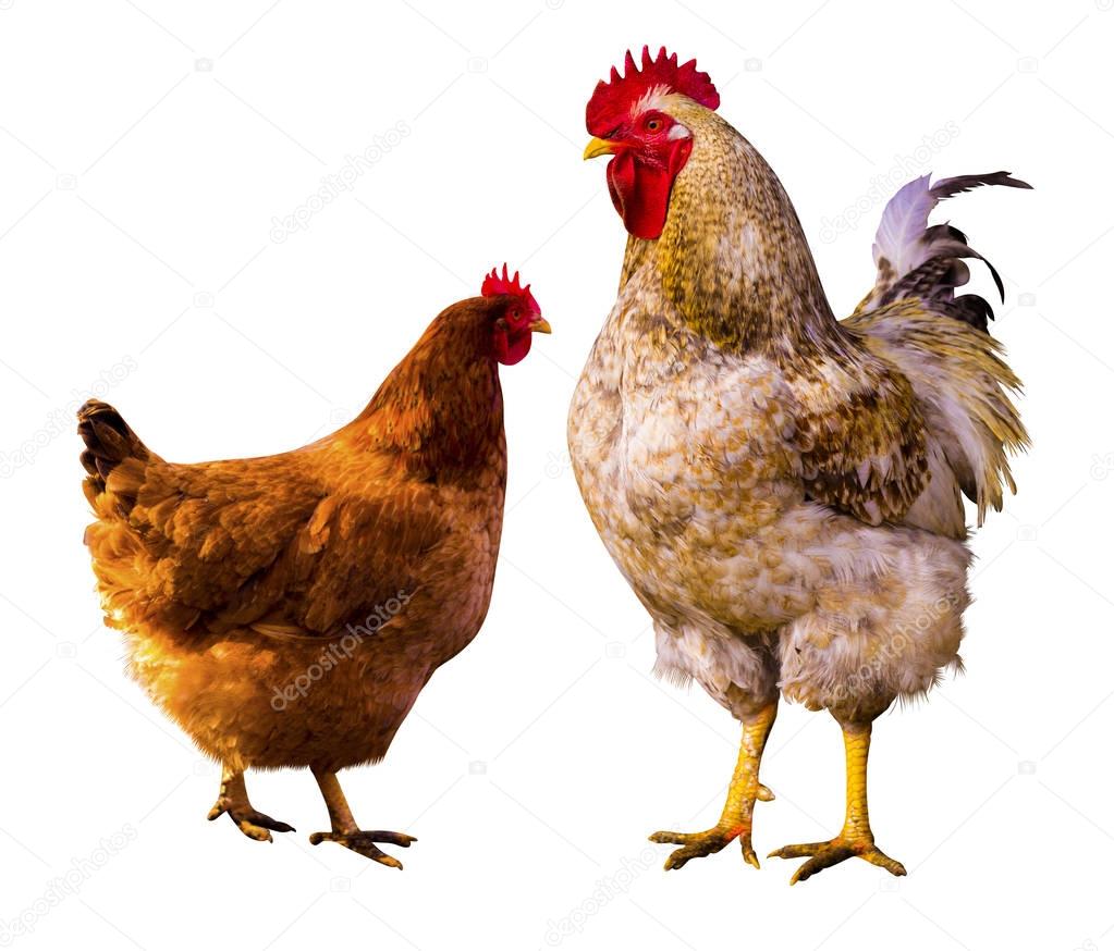 hen. hen portrait.  hen in a farm. chicken Isolated. Rooster and