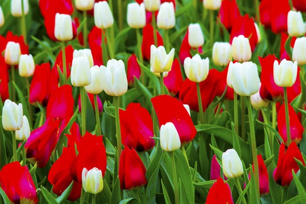Tulpenfeld. rote und weiße Tulpen — Stockfoto