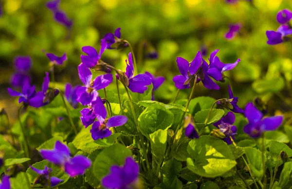 Flowers Violets Wood Violets Flowers Close Viola Odorata — Stock Photo, Image