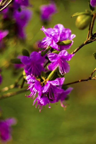 Ledume Ledum Palustre Rhododendron Tomentosum Rostlina Lese — Stock fotografie