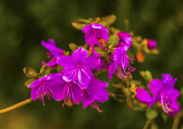 Ledume. Ledum palustre (Rhododendron tomentosum) rostlina v lese — Stock fotografie