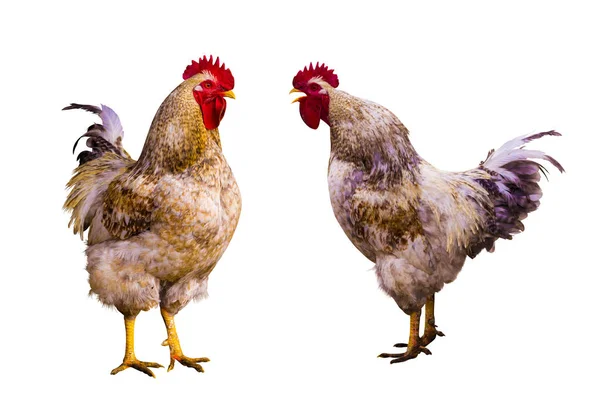 Klootzak. Roosterportret. Rooster op een boerderij. Haan en kippen. — Stockfoto