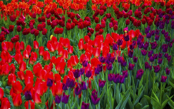 Tulpenfeld. Tulpenblüten. Rote Tulpen. Frühlingstulpen grün — Stockfoto