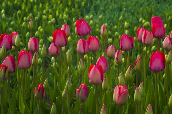 Tulpenfeld. Tulpenblüten. Rote Tulpen. Bett aus rosa Tulpen — Stockfoto
