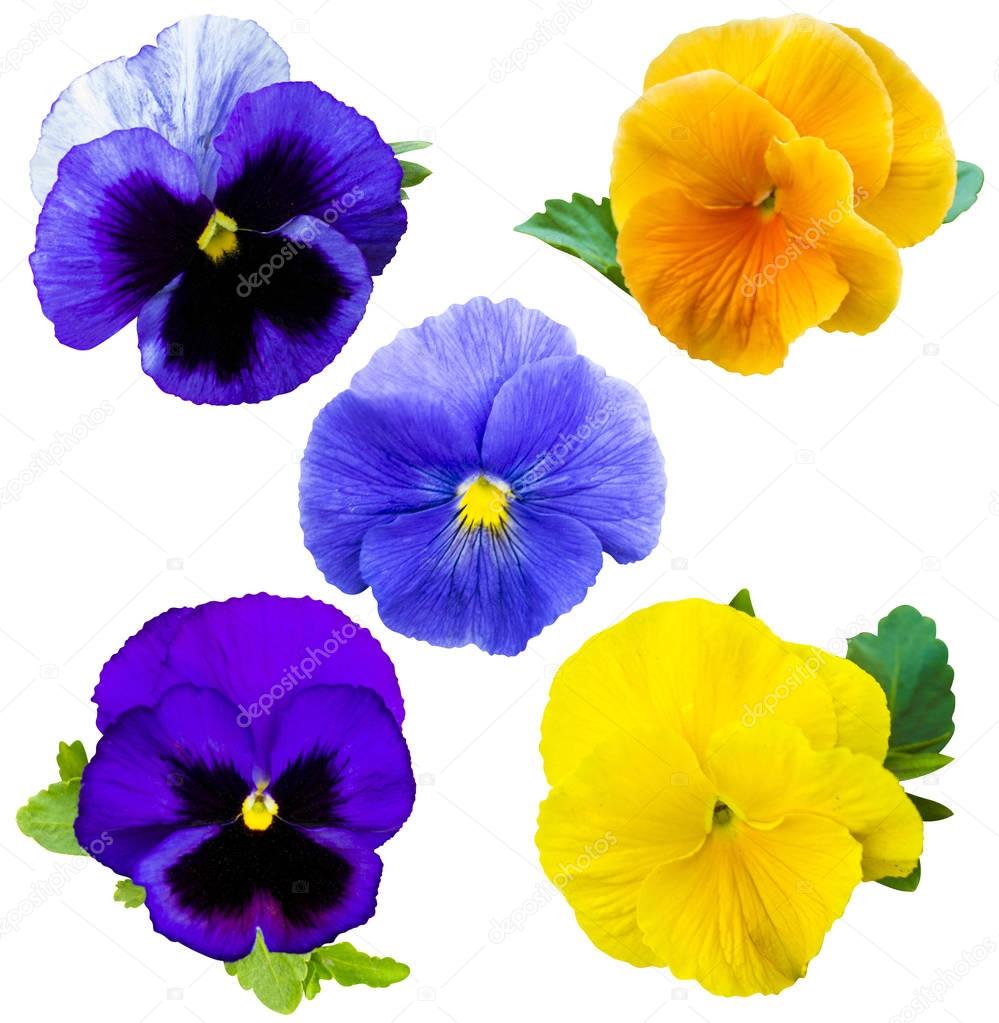 violet flower collection. Pansies on White background. flower Pa