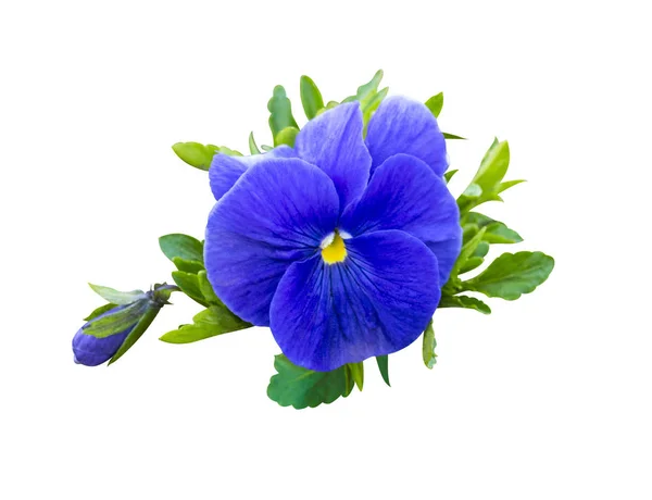 Violett blomma. Penséer på vit bakgrund. blomma Pansy — Stockfoto