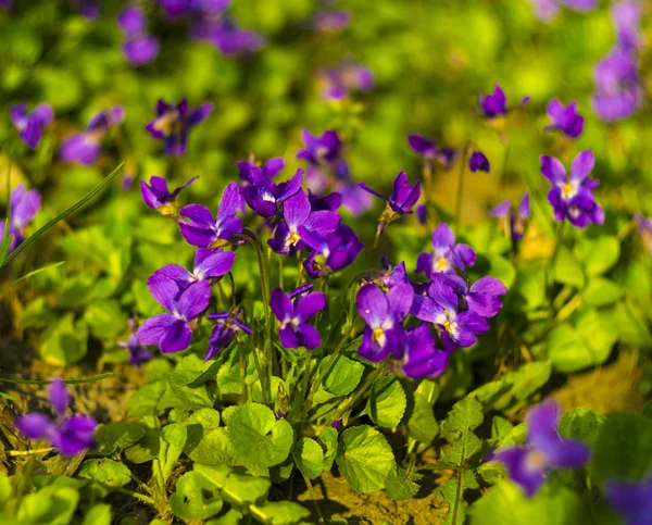 Viola odorata Stock Photos, Royalty Free Viola odorata Images |  Depositphotos