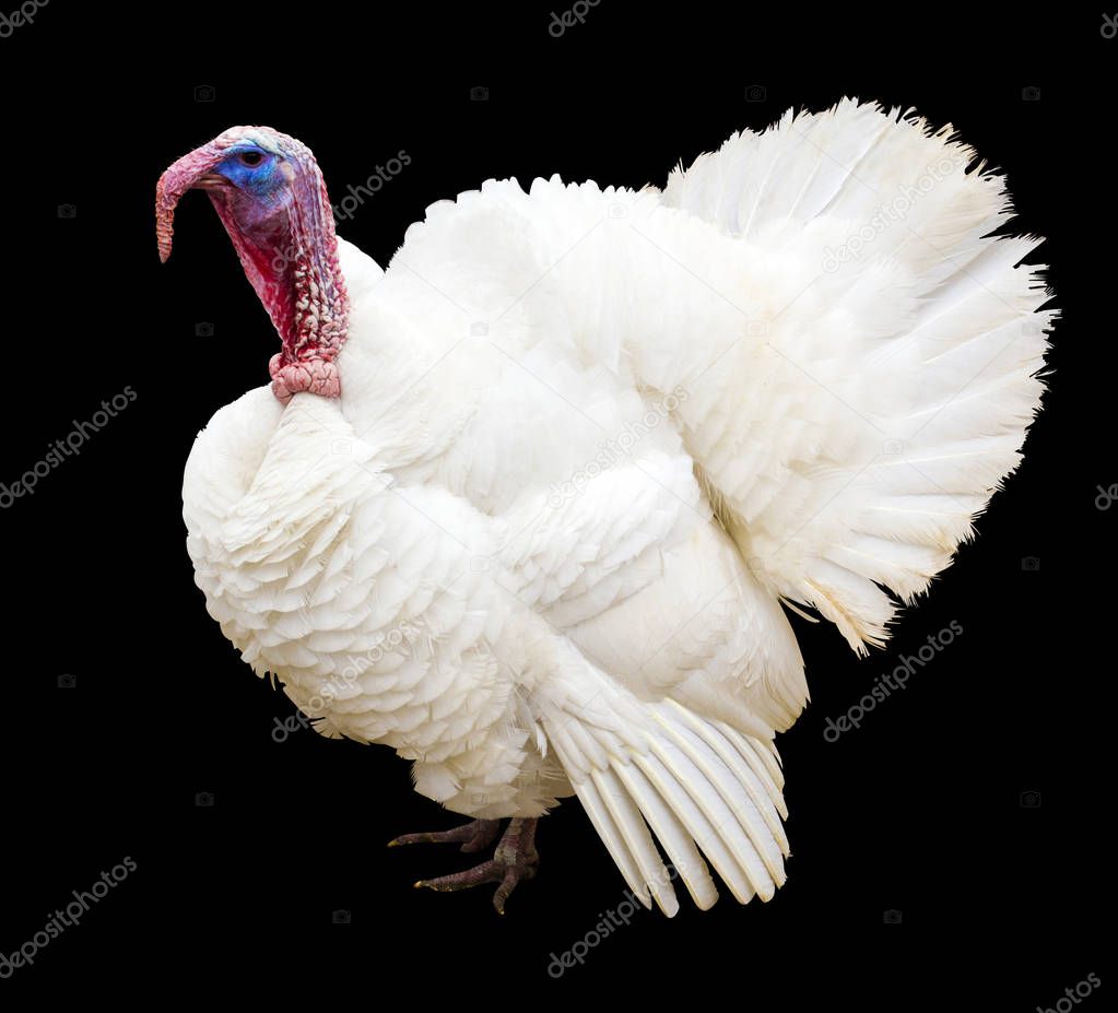 White turkey. White turkey on a black background