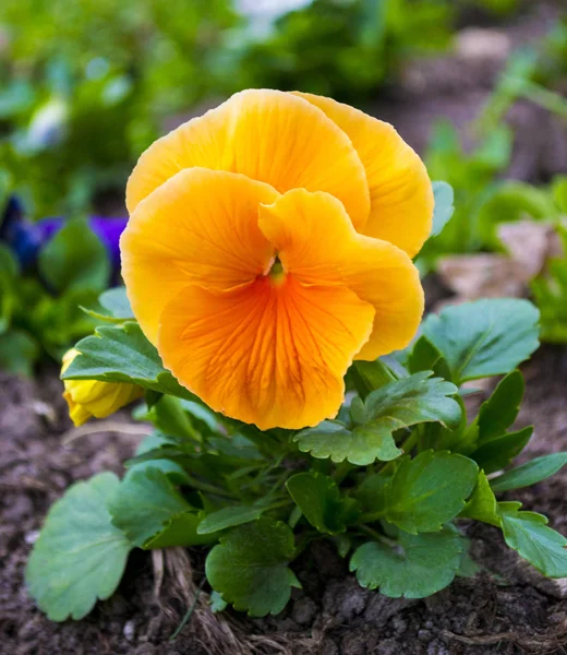 Stiefmütterchen. Veilchen blühen. — Stockfoto