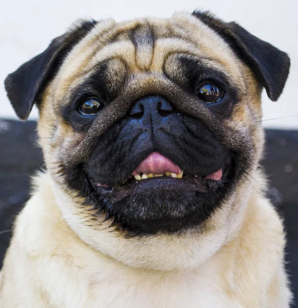 Pug. Köpek pug. Şirin pug yüzünü kapatmak — Stok fotoğraf