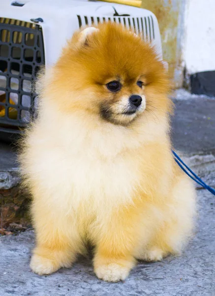 포. 포 스 피 츠 강아지 — 스톡 사진