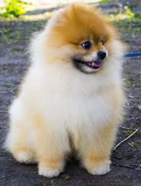 Pomeranian. Pomeranian spitz köpek