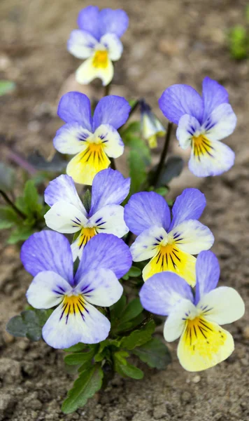 Flowers violets. Wood violets flowers close up. viola odorata. V — Stock Photo, Image