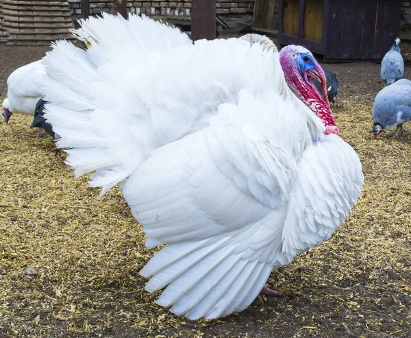White turkey. turkey in the barnyard. turkey on a farm — Stock Photo, Image