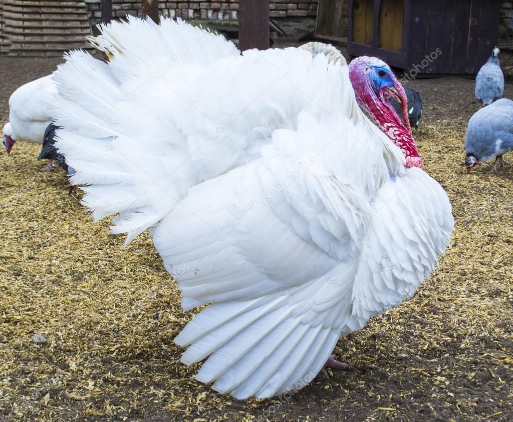 White turkey. turkey in the barnyard. turkey on a farm