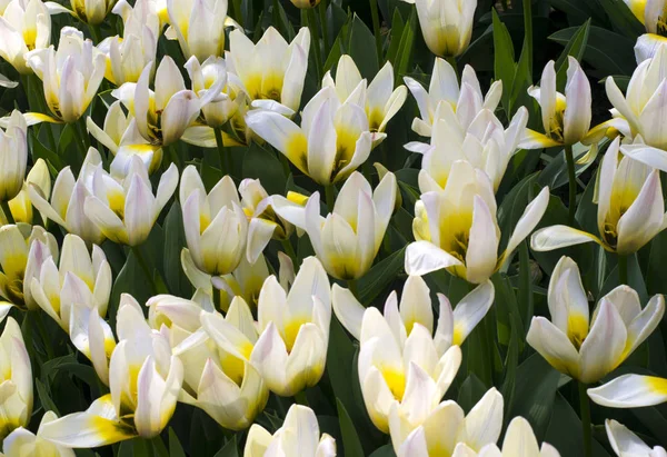 White tulips. Beautiful white tulips flowerbed closeup. Flower b
