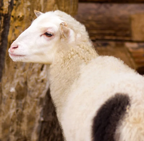 Lamb. Farm animals lamb. Animal lamb. White lamb looking at the Royalty Free Stock Images