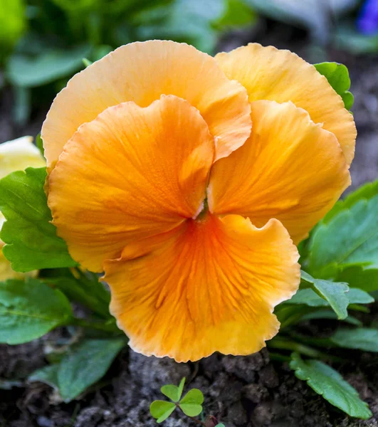 Veilchenblüte. Stiefmütterchen. Stiefmütterchen. Bunte Stiefmütterchen. orange p — Stockfoto