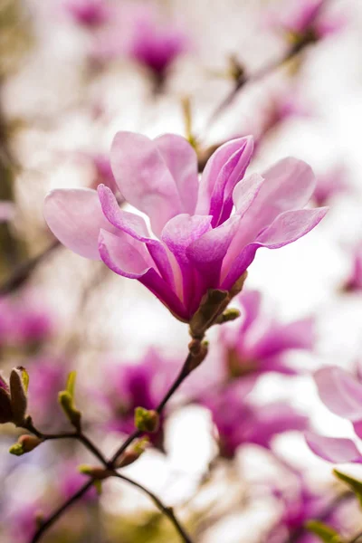 Dekorace několik květů magnólie. květ růžové magnólie. Magnolovi — Stock fotografie