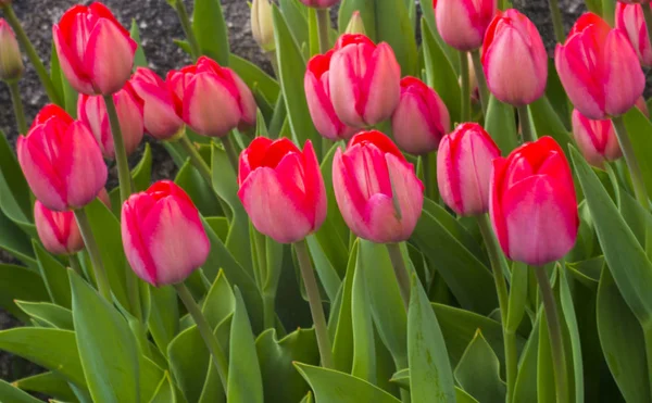 field of tulips. tulips flowers. Tulips background. Tulips garden.