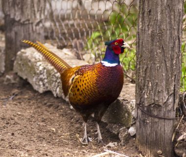 Sülün. Kuşlar - ortak sülün (Phasianus colchicus) erkek - c