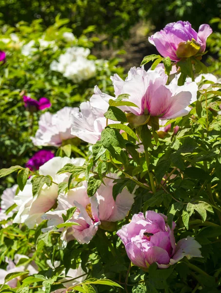 Piwonie Piwonie Kwiatowe Kwitnący Krzew Różowego Drzewa Piwonii — Zdjęcie stockowe