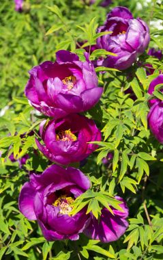 Şakayıklar. Şakayıklar. Çiçek açan pembe ağaçlı şakayık çalısı