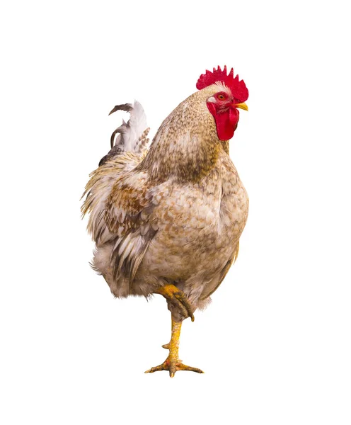 Klootzak. Roosterportret. Rooster op een boerderij. Haan en kippen. — Stockfoto