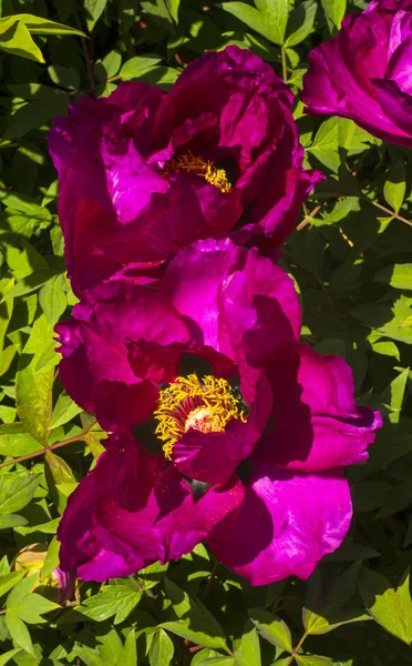 Pivoines Fleurs Pivoines Buisson Fleuri Pivoine Rose — Photo