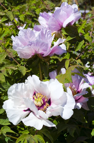 Peonies. Bunga peonies. Semak berbunga dari peoni pohon merah muda — Stok Foto
