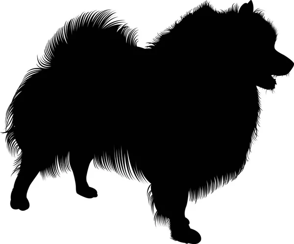 Schwarze Silhouette der Spitze. Vektor. isoliert auf weißem Hintergrund. Spitzhund — Stockvektor