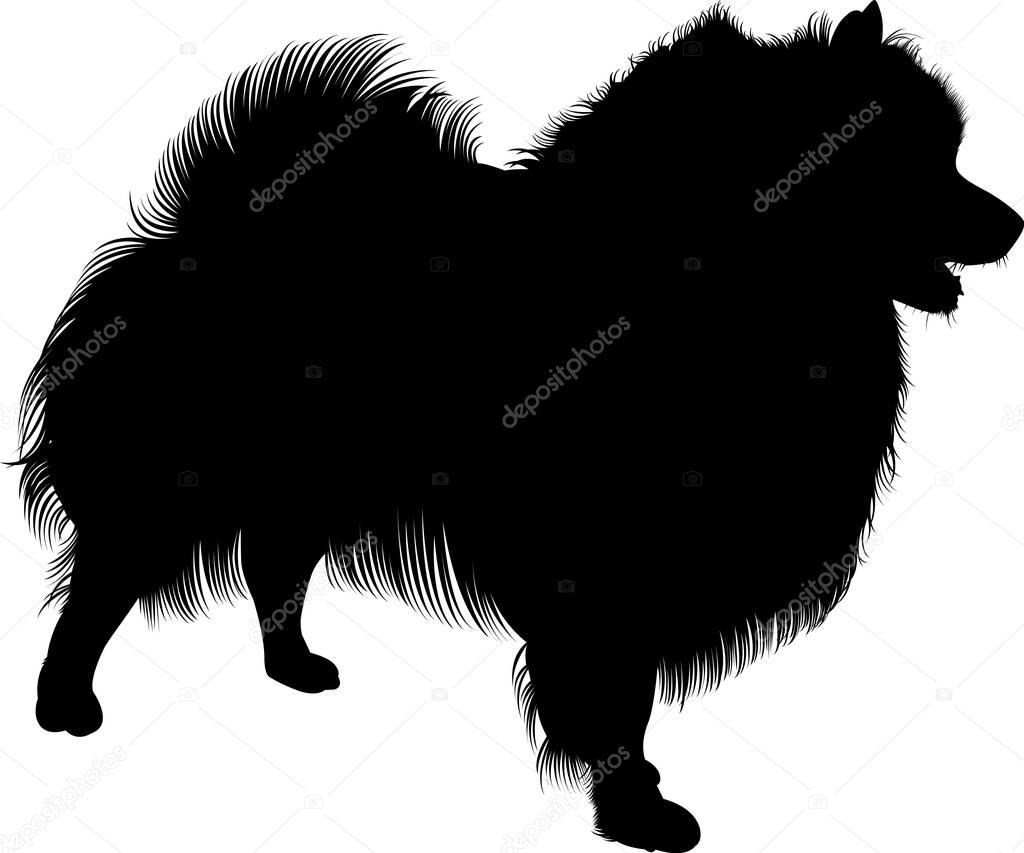 Black silhouette of spitz. Vector. isolated on white background. Spitz dog