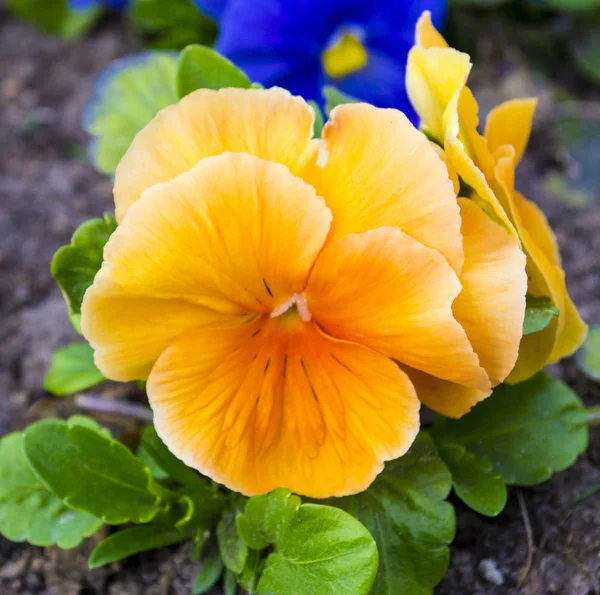 Veilchenblüte Stiefmütterchen Stiefmütterchen Bunte Stiefmütterchen Orangen Stiefmütterchen — Stockfoto